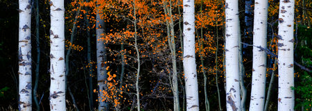 Aspen birth trees in autumn fall with white trunks details of foliage forestの写真素材