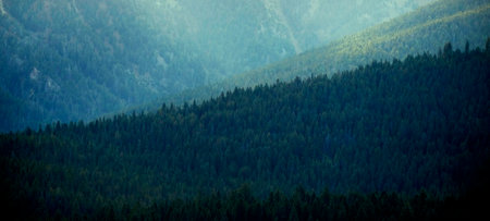 Pine forest trees and mountains wilderness rugged light