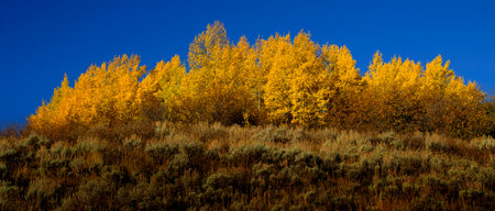 Golden leaves on aspen trees birch with clear blue skyの写真素材