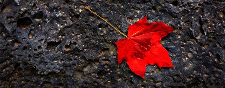 Smoot maple leaf with stem on rough textured rock surfaceの写真素材