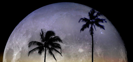 Palm Trees Sunset Near Ocean Beach Tropical Location Moon Rise Silhouetteの写真素材