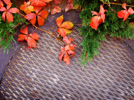 Fall colored plants on iron manhole cover with textureの写真素材