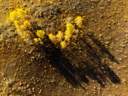 Aerial drone view of fall autumn Aspen trees in forest forres in mountainsの写真素材