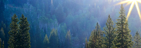 Golden sunlight on lush green pine trees in wilderness mountains backlit backlight