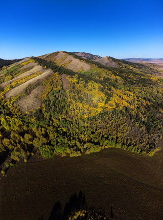 Aerial drone view of fall autumn Aspen trees in forest forres in mountainsの写真素材