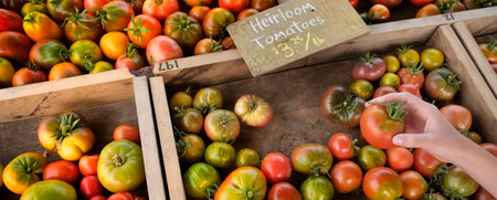 Hand holding fresh ripe heirloom tomato at farmers market garden produce for saleの写真素材