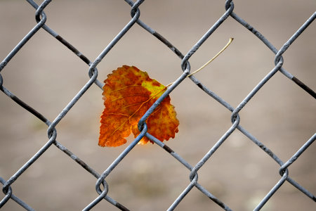 Fall autumn leaf caught in chain link fence nature and industryの写真素材