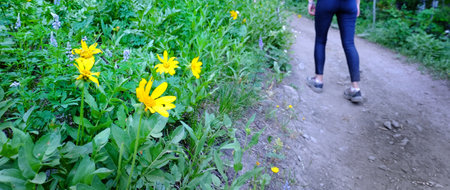 Young girl hiking on trail in forest with wildflowers yellowの写真素材