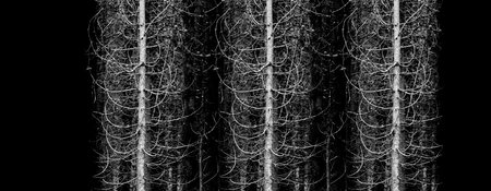 Forest of Pine trees limbs and branches in the wilderness black backgroundの写真素材