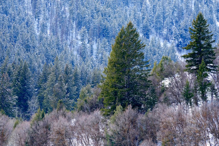 Pine forest with winter snow storm snowflakes falling from skyの写真素材