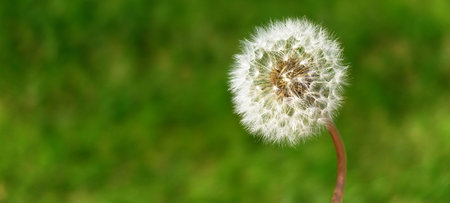 Detail of dandelion bloom soft white with green grass backgroundの写真素材