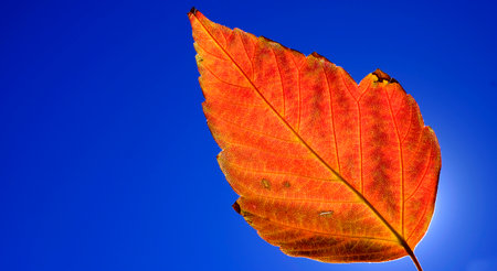 Detailed closeup of single red and orange fall leaf with backgroundの写真素材