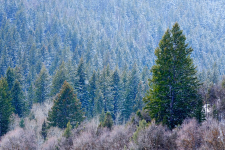 Pine forest with winter snow storm snowflakes falling from skyの写真素材