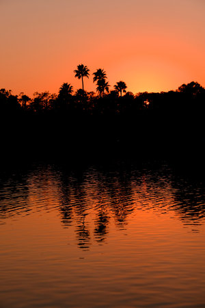Palm trees tall at evening in tropical location with sunset light in sky reflection in waterの写真素材