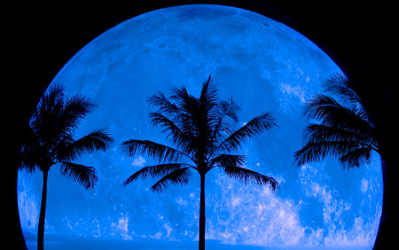 Tropical Palm Trees silhouette silhouetted by full moon midnight night time darknessの写真素材