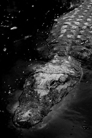 Captive Alligators in United States for Viewing with teeth and jaws powerful animalsの写真素材