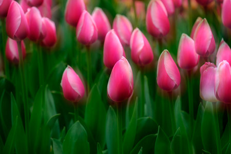 Colorful tulips growing at tulip festival in spring beautiful colors on delicate flowersの写真素材