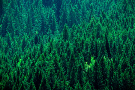 Lush greep pine tree forest on mountainside symbol of healthy environmentの写真素材