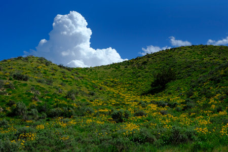 Yellow wildflowers in wilderness with sky and clouds growthの写真素材
