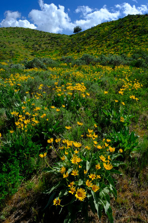 Yellow wildflowers in wilderness with sky and clouds growthの写真素材