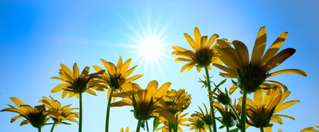Many yellow wild flowers wildflowers with blue sky and sun sunshine sunbeams sunburstの写真素材