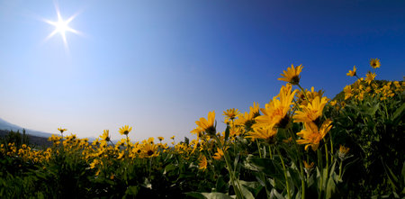 Many yellow wild flowers wildflowers with blue sky and sun sunshine sunbeams sunburstの写真素材