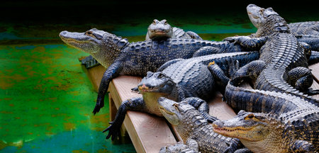Captive Alligators in United States for Viewing with teeth and jaws powerful animalsの写真素材