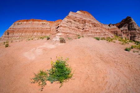 Red sandstone cliffs in desert in southwestern US with green plants and flowers blue skyの写真素材