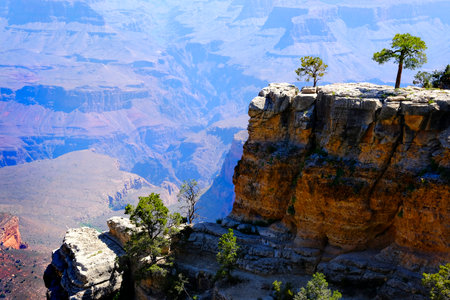 Trees on cliff overlooking the Grand Canyon in Arizona in the USA with amazing views of red rock cliffs and vistasの写真素材