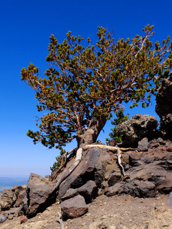 Bristle Cone Pine growing in high elevation on mountainside clinging to rock with exposed rootsの写真素材
