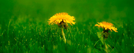 Closeup of lusch green grass lawn with yellow spring dandelions growingの写真素材