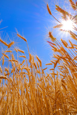 Wheat in a field ready for harvest with blue sky and sun sunstarの写真素材