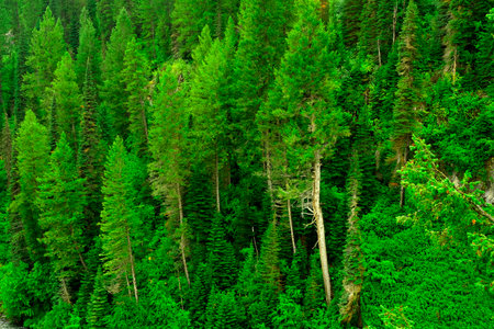 Misty pine forest in the rain lush green growth in wilderness textureの写真素材