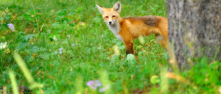 Alert Red Fox in the forest and mountains wilderness wild animal waryの写真素材