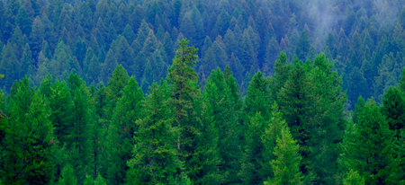 Misty mountains with ridges and pine forest in wilderness with fogの写真素材