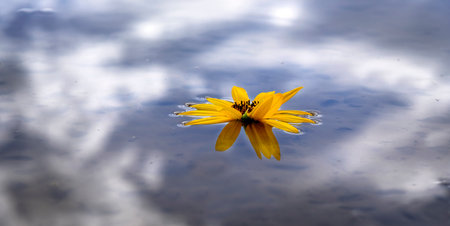 Single yellow sunflower sun flower floating in water with reflection of sky and cloudsの写真素材