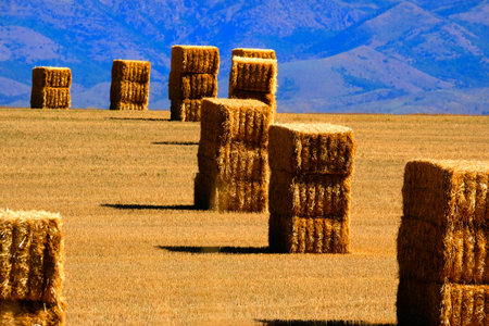 Large haybales hay bales or stacks in golden farm field at harvest with mountainsの写真素材