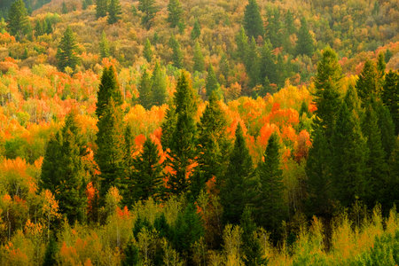 Fall autumn birch trees on mountain with pine forest forrest lush environment wildernessの写真素材