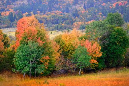 Fall trees in field changing colors with mountains in backgrouindの写真素材