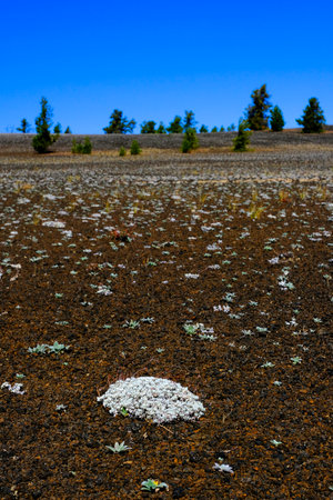 Craters of the Moon National Monument landscape of white flowers growing on lava rock cinders with pine treesの写真素材