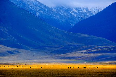 Cattle ranch in valley with black cows on pasture ground with mountains in backgroundの写真素材