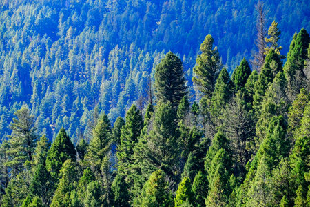 Healthy lush green pine trees forest in wilderness mountains forrestの写真素材