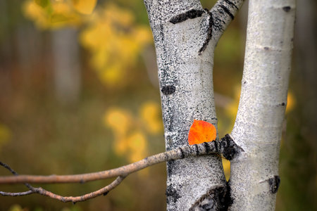 Detail of single red leaf on Aspen Birch tree with white trunk texture in fall autumnの写真素材
