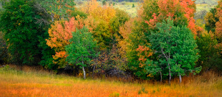 Fall trees in field changing colors with mountains in backgrouindの写真素材