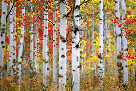 Detail of Aspen tree in fall autumn selective focus blurred background white trunk texture red and yellowの写真素材