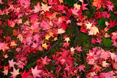 Red maple leaves laying on grouind with tree roots wet with rain drops from stormの写真素材