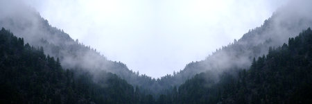 Misty mountains with ridges and pine forest in wilderness with fogの写真素材