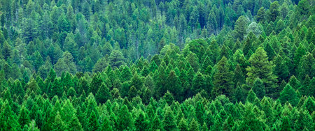 Healthy lush green pine trees forest in wilderness mountains forrestの写真素材