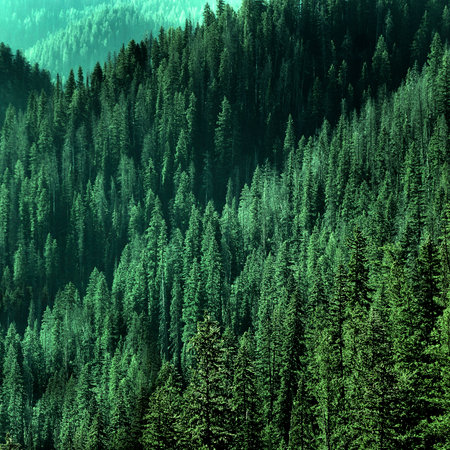 Forest of green pine trees on mountainside with late afternoon sunlightの写真素材