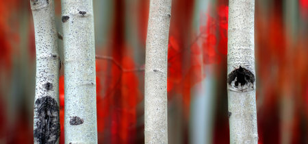 Detail of Aspen tree in fall autumn selective focus blurred background white trunk textureの写真素材